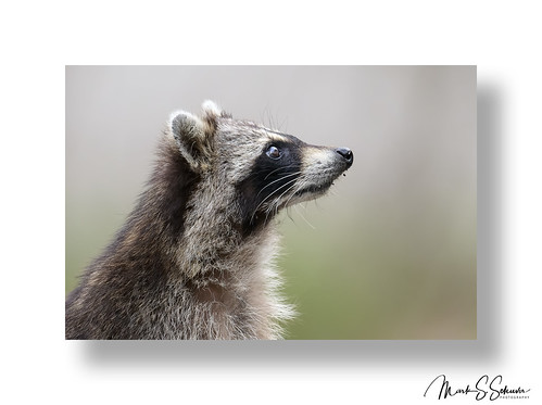 raccoon loneelkpark valleypark stlouiscounty stlouis missouri nikon z9 600mmnikkor