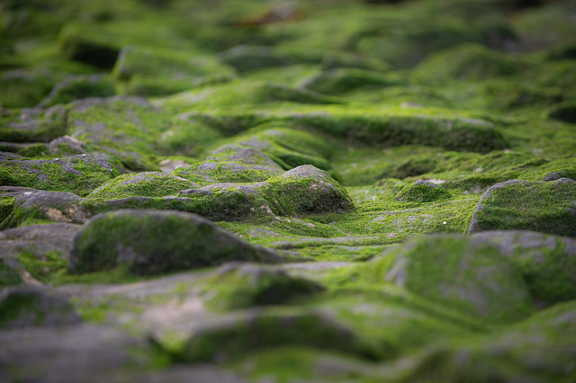 Covered with algae - Seen at the Northsea coast near Bremerhaven