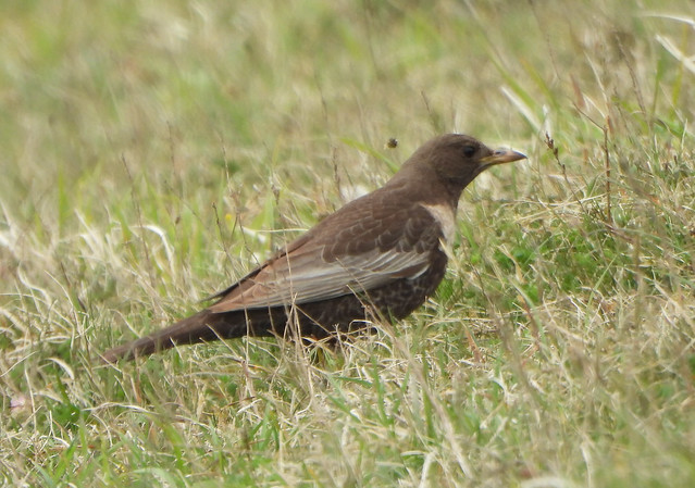 Female Ring Ouzel on Old Winchester Hill