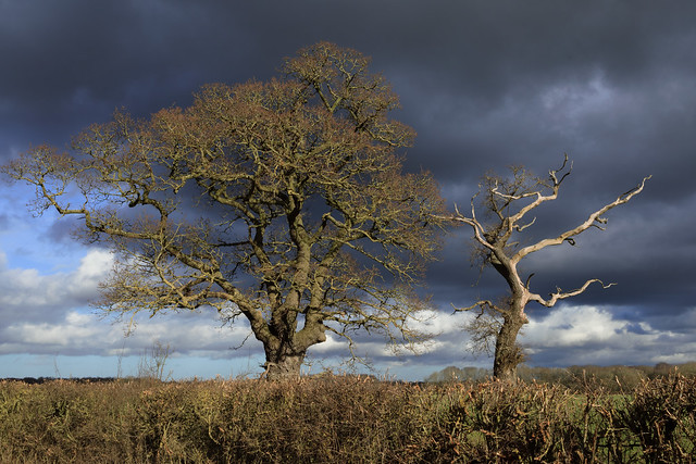 Oak against moody skies - Castor Hanglands NNR, Peterborough, UK