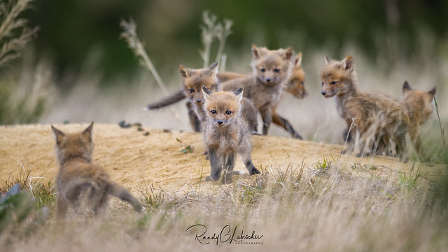 Red Fox | Vulpes Vulpes | 2022 - 31