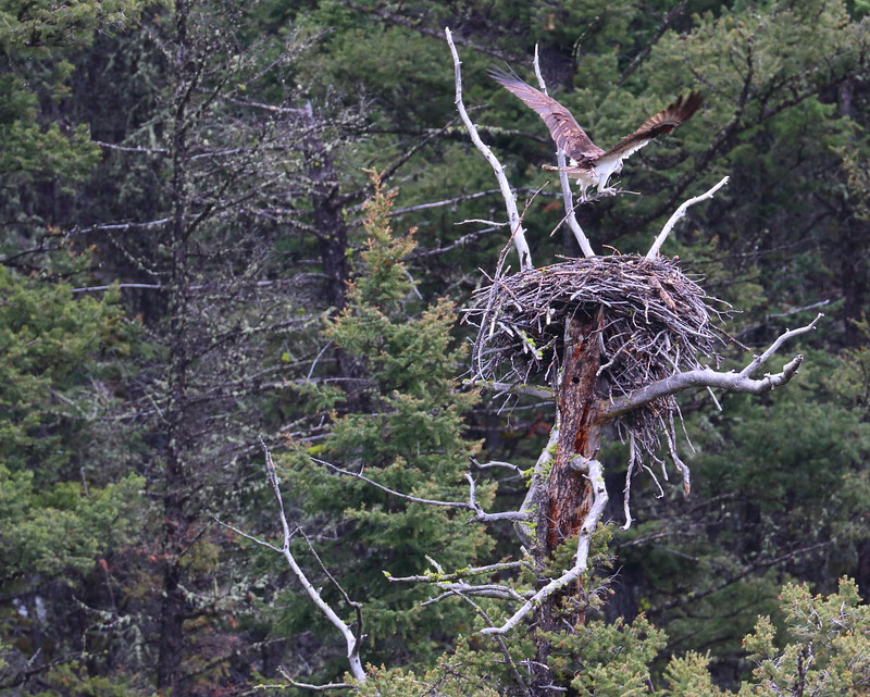 IMG_3536 Osprey Back at Nest, Yellowstone National Park