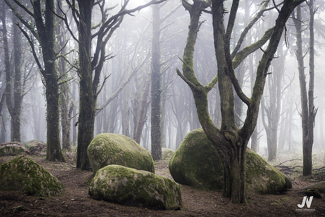 Rocks and trees in fog (Explore)