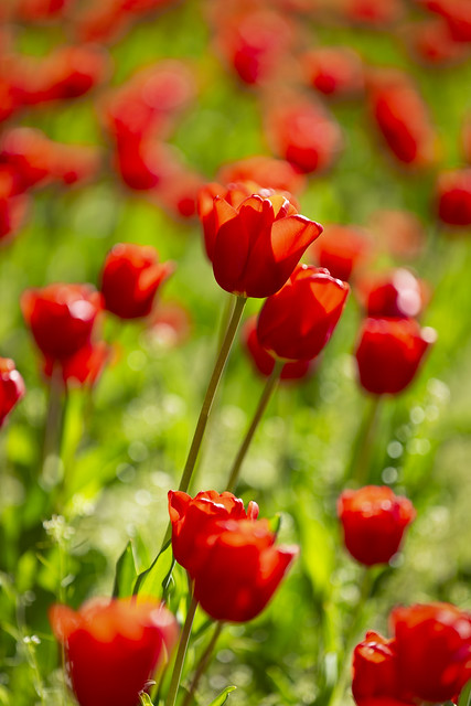 Tulpen | Tulips | Tulipa