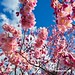 Neues aus dem ForstBo: Kirscheblüten und Magnolien - März 2022