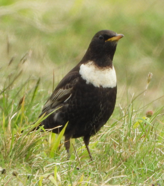 Unusually approachable, feeding confidently despite a couple of humans nearby.  That changed when a Sparrowhawk skimmed over the turf, hoping to surprise Ring Ouzel or one of the several Blackbirds there. Blackbirds and Ring Ouzels dived for cover.