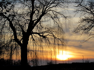 Weeping tree sunset