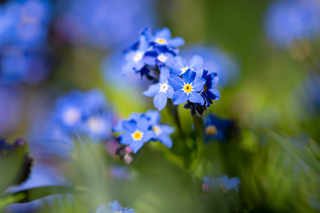 A bunch of little blue blossoms