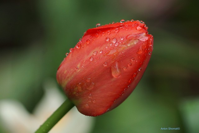 Wet Red Tulip
