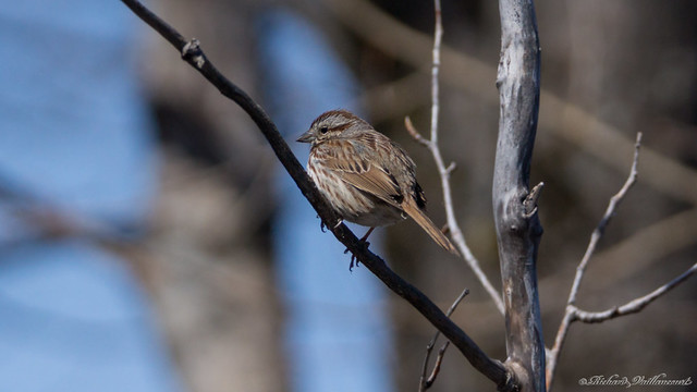 Bruant chanteur - Song Sparrow, Québec, PQ, Canada - 01109