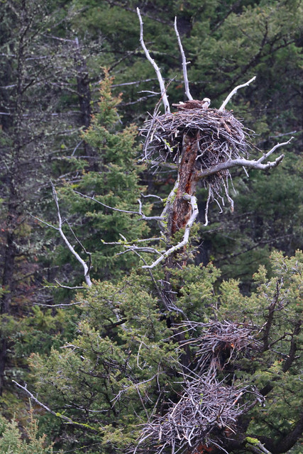 IMG_3530 Osprey and Nest, Yellowstone National Park