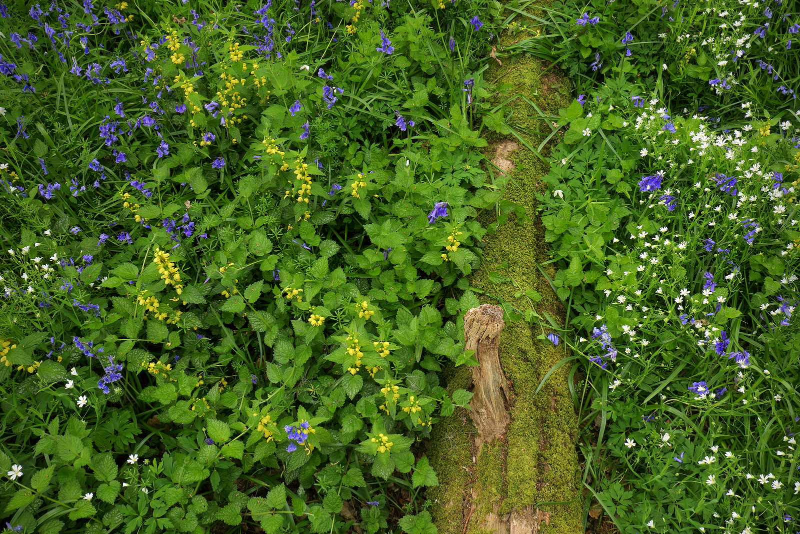 Bluebells, Yellow Archangels and Anemones