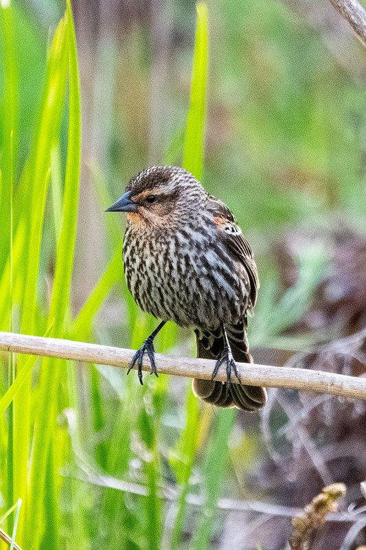 red-winged-blackbird-female-1359