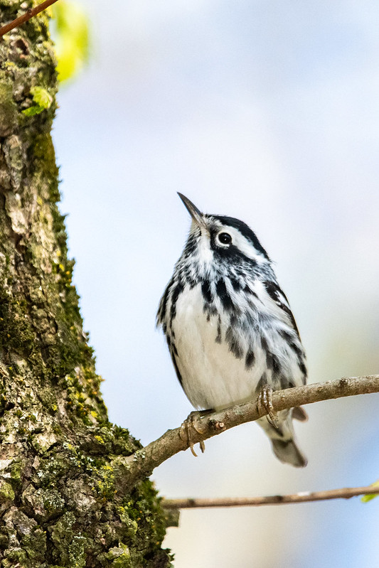 black-and-white-warbler-1427