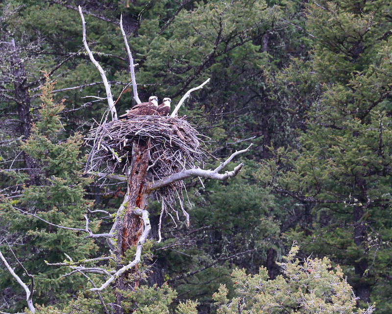 IMG_3452 Ospreys at Nest