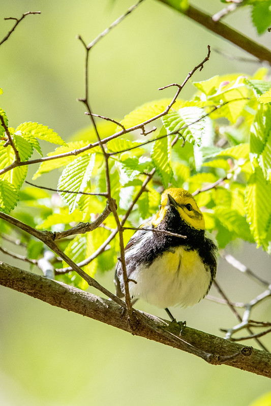 black-throated-green-warbler-1495