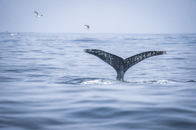 Humpback Whale Tale Flukes Monterey California! Marine Wildlife Landscape Seascape Ocean Art Photography! Sony Alpha 1 & Sony FE Telephoto Zoom 70-200mm f/2.8 GM OSS E-Mount Lens SEL70200G ! 45EPIC Elliot McGucken Sony A1 ILCE-1 Killer Whales!