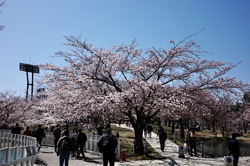 Sakura memories 2022 2
