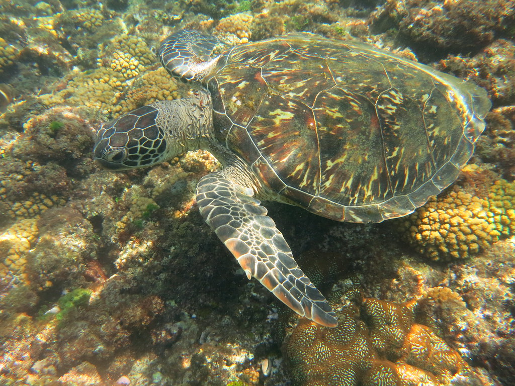 休息中的綠蠵龜。海保署提供