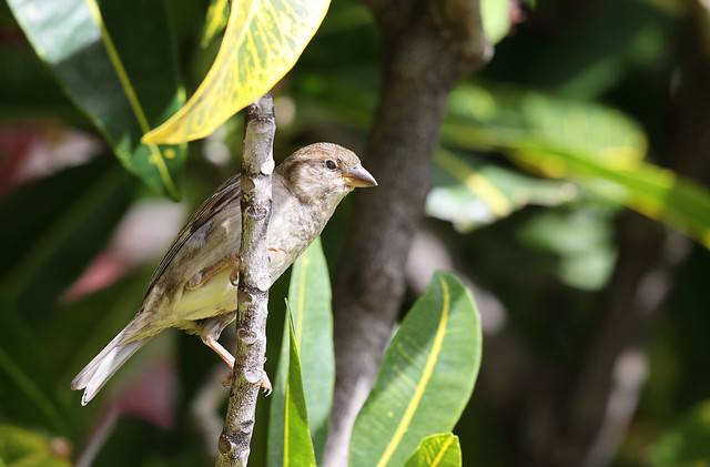 1DX32512 View Large. Female House Sparrow. Kāʻanapali, Maui Hawaii