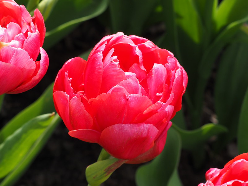 Roozengaarde Tulip