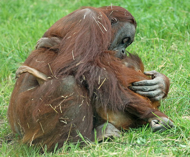 borneo orangutan Tjintha and Minggu Ouwehand LF1A1972