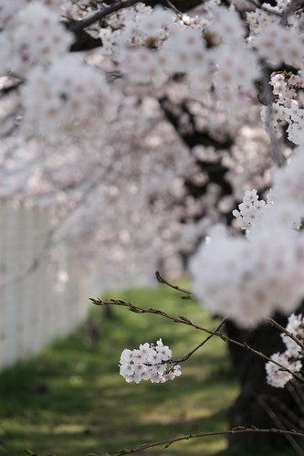 内野の桜 2022
