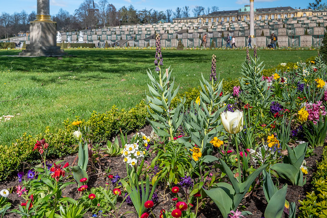 Potsdam, Park Sanssouci: Blumenrabatte im Parterre vor Schloss Sanssouci - Flower border in the 