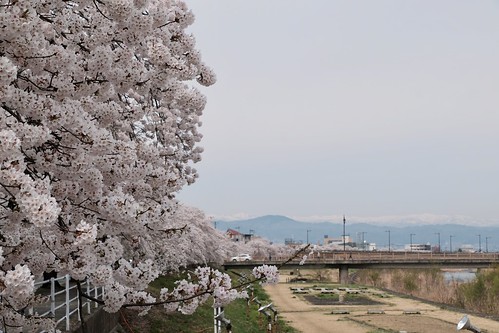 桜の花、舞い上がる道を 2022
