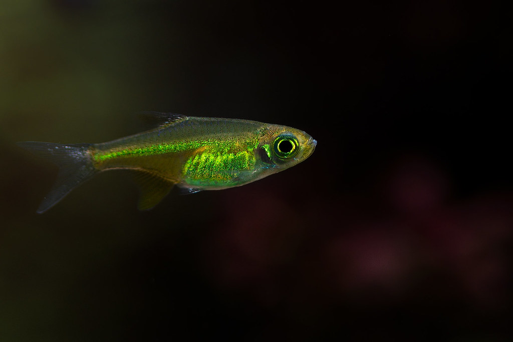 Microdevario Microdevario kubotai_DSC1049 small | sudipta Shaw | Flickr
