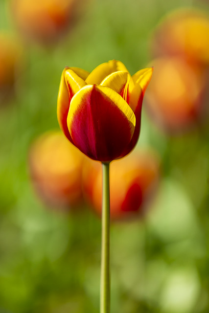 Tulpen | Tulips | Tulipa