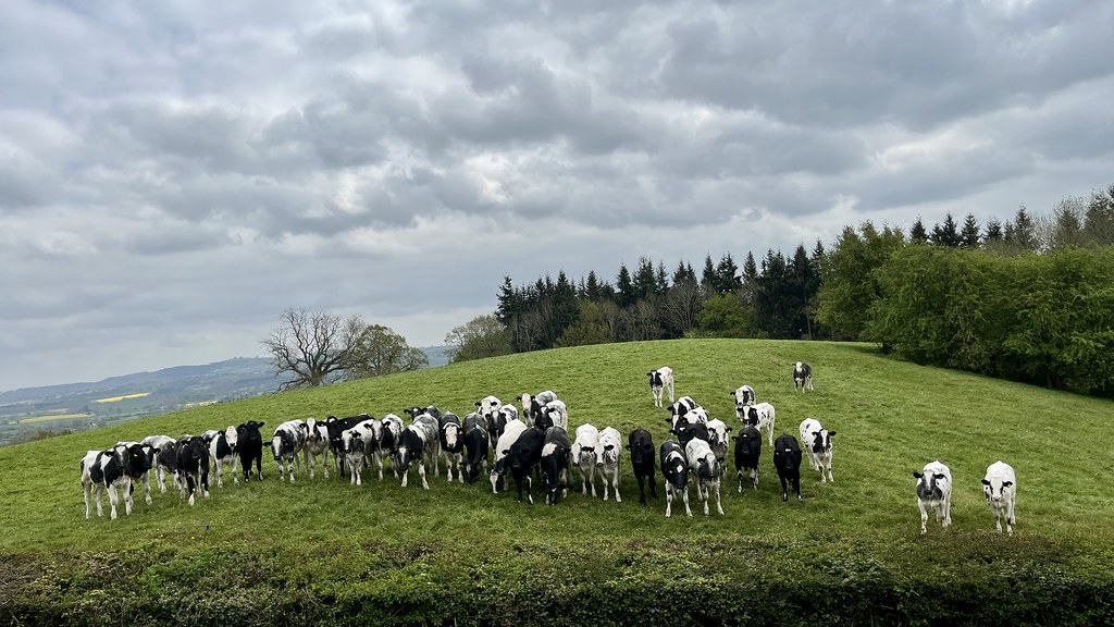 A photo of a grassy hill under a cloudy sky, with around forty black and white cows standing, almost in a line, facing towards the camera