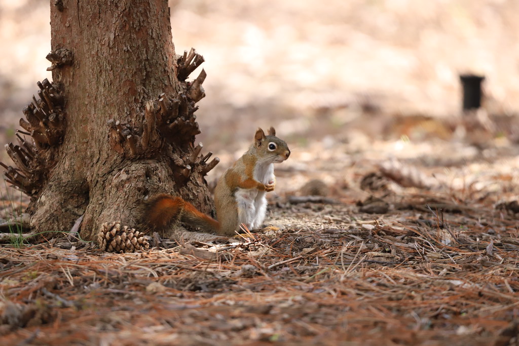 Fox Squirrels in Ann Arbor at the University of Michigan on April 28th, 2022
