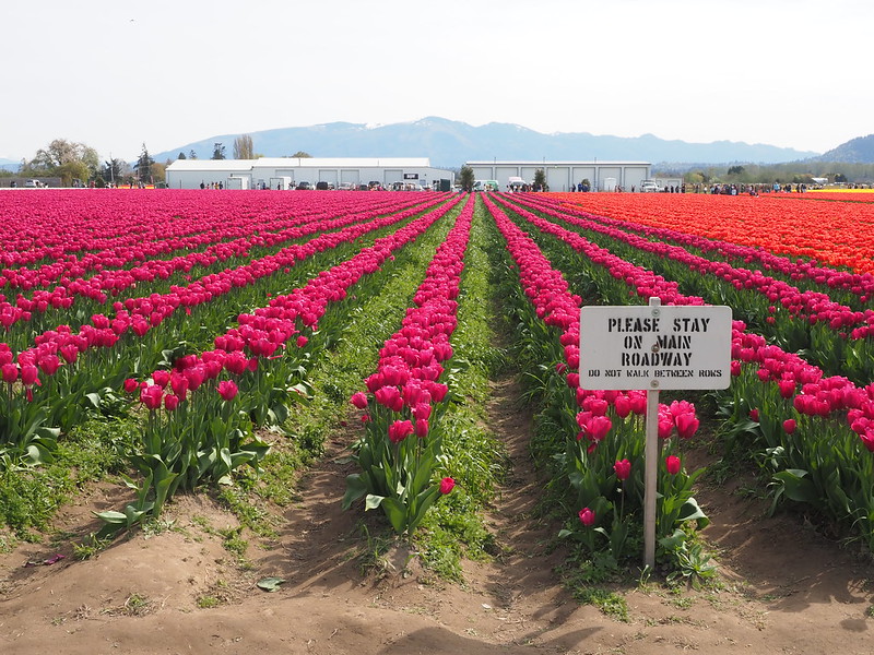 Roozengaarde Tulip Rows and Sign: People kept walking in them despite signs like this one.