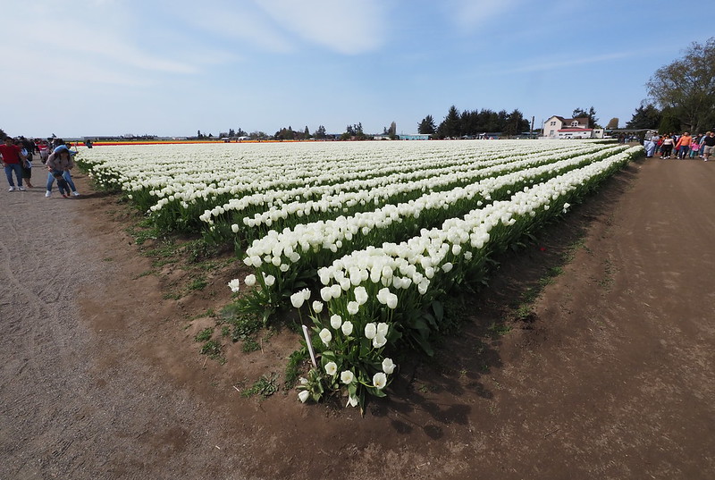 Roozengaarde Tulip Rows: People kept walking in them despite signs telling to not do so.