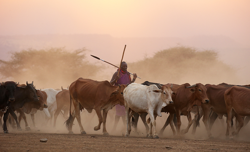 Masaî and cattle on the way back to the village - Kenya