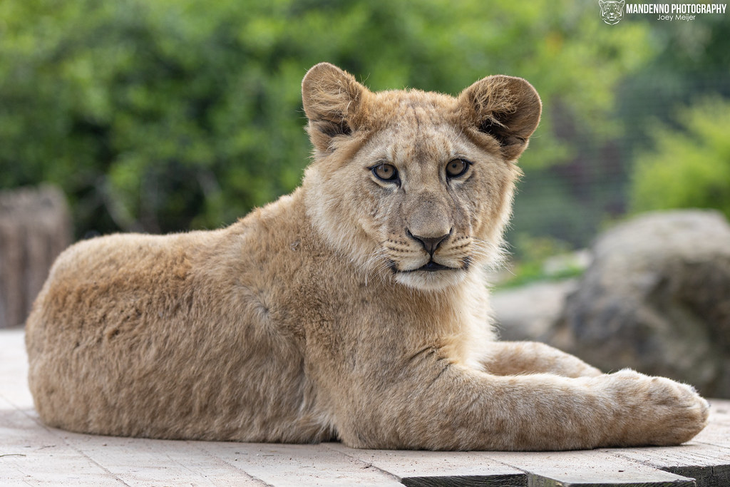 African Lion Cub - Zoo Amneville - France