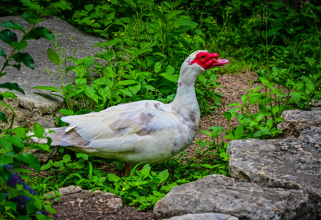 Muscovy Duck on the banks of the San Antonio River - San Antonio TX