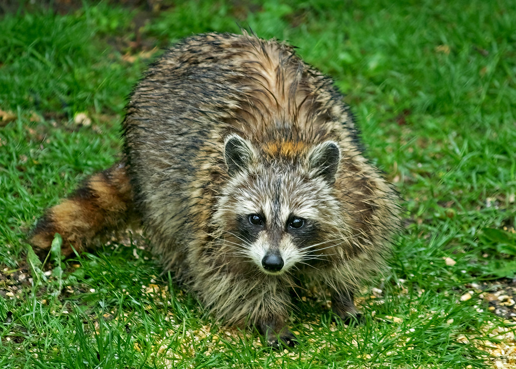 Common Raccoon (Procyon lotor) - 20090509-01a - a photo on Flickriver