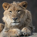 			<p><a href="https://www.flickr.com/people/154721682@N04/">Joseph Deems</a> posted a photo:</p>
	
<p><a href="https://www.flickr.com/photos/154721682@N04/52039067937/" title="Izwi - male lion born 8-17-2020"><img src="https://live.staticflickr.com/65535/52039067937_d8bc7ffed6_m.jpg" width="223" height="240" alt="Izwi - male lion born 8-17-2020" /></a></p>

<p>Dallas Zoo</p>