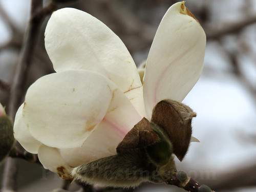 magnolia 5