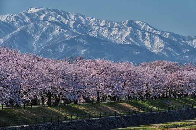 Sakura and the Tateyama Mountain Range