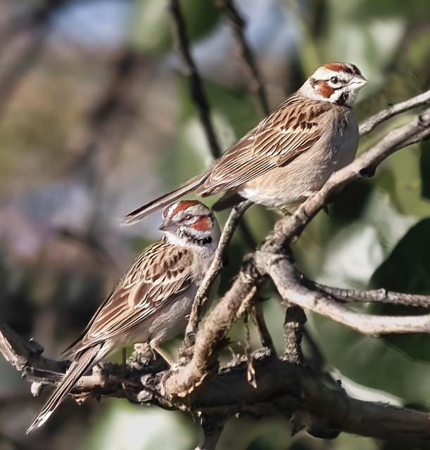 Lark Sparrow pair