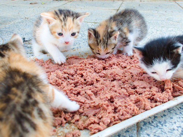 12291 - Hungry kittens