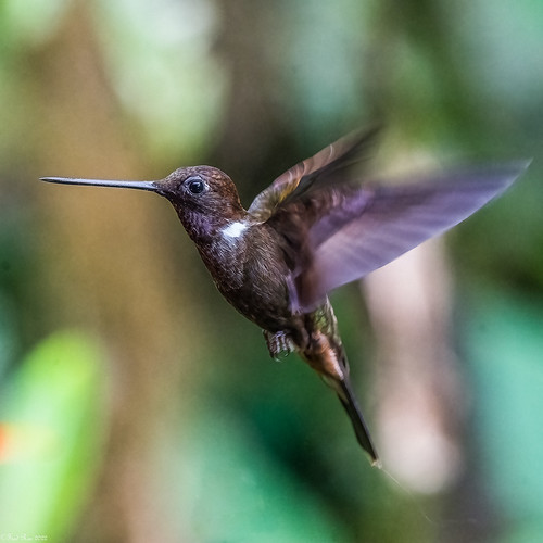 In flight | by Fred Roe