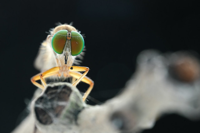 食蟲虻 Robber Fly ( Family Asilidae )