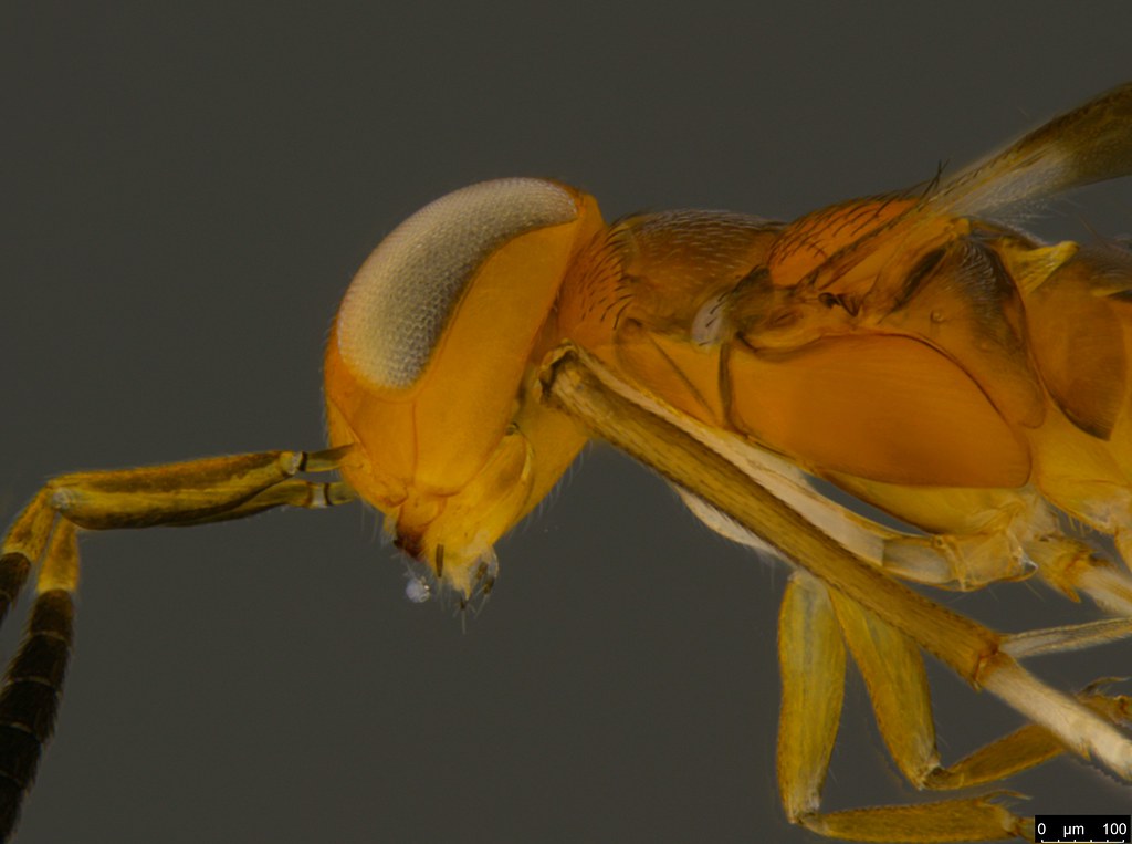 6b - Ecyrtidae sp.