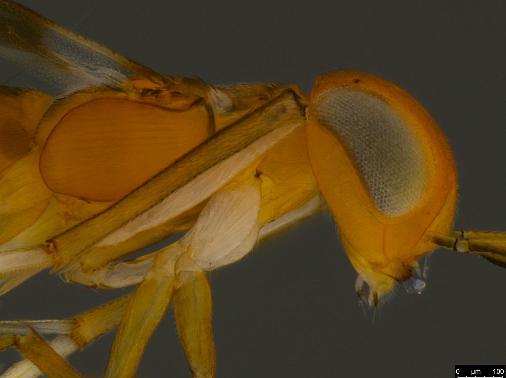 6d - Ecyrtidae sp.