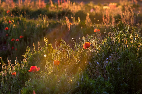 Papaveri al tramonto by marco :-|:-|, I papaveri non si rendono neanche conto di essere più belli delle rose.
Così le persone.sunset poppi