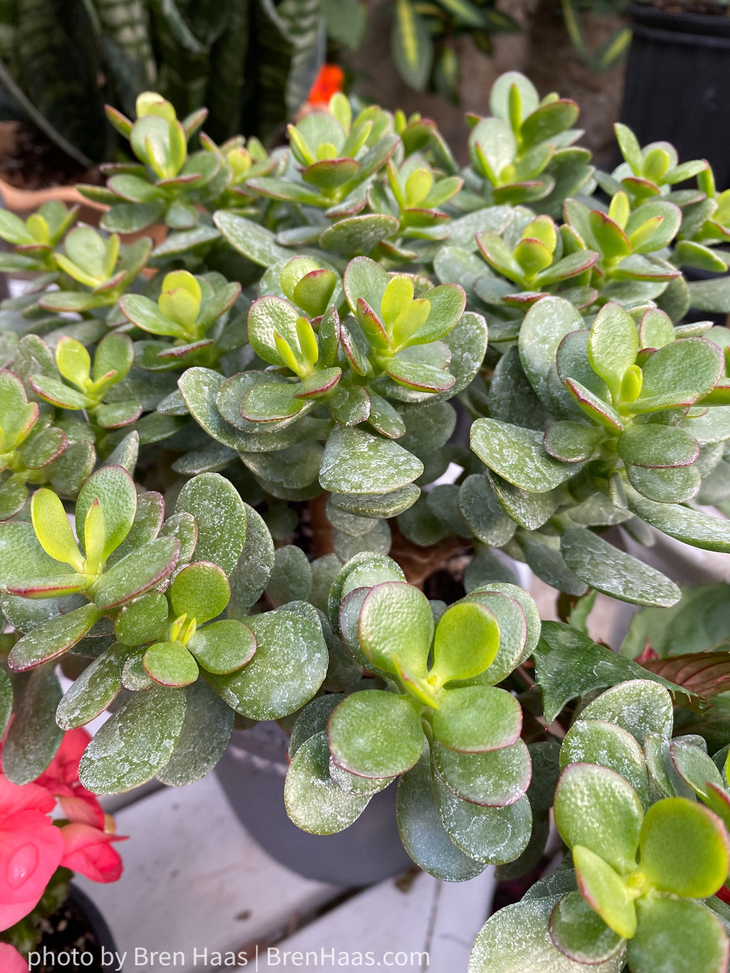 small jade plant